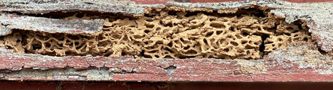 Descupinização em Moveis 24 HORAS